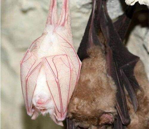 血色蝙蝠在线观看,惊悚之夜，神秘生物现世之谜  第1张