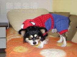 狗日子在线观看,在线观看，温情满满的家庭生活记录